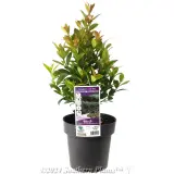 Syzygium Hinterland Gold - Plant photo
