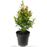 Syzygium Hinterland Gold - Alternate photo