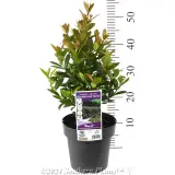 Syzygium Hinterland Gold - Product photo