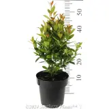 Syzygium Hinterland Gold - Reference photo