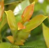 Syzygium Hinterland Gold - Detail photo