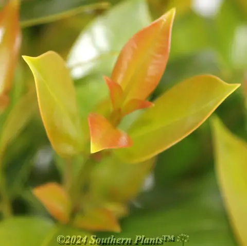 Syzygium Hinterland Gold