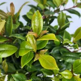 Resilience Lilly Pilly - Foliage photo