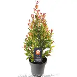 Up and Away Lilly Pilly - Plant photo