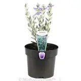 Bush Germander - Primary