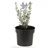 Bush Germander - Alt