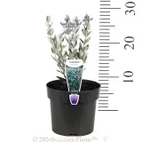 Bush Germander - Pack