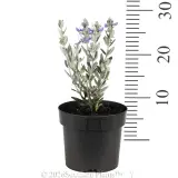 Bush Germander - Ruler