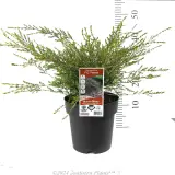 Payne's Thryptomene - Product photo