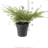 Payne's Thryptomene - Reference photo