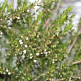 Payne's Thryptomene - Detail photo
