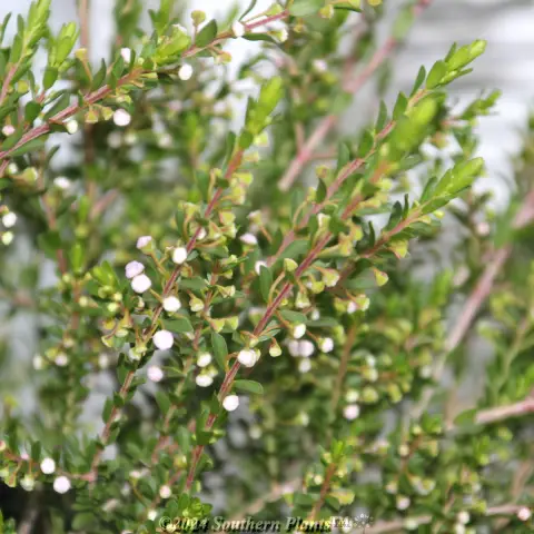 Payne's Thryptomene