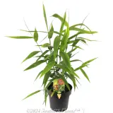 Tiger Grass - Plant photo
