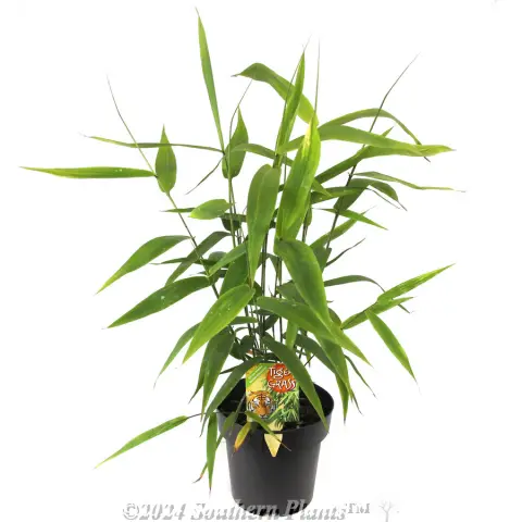 Tiger Grass