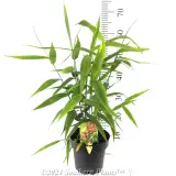 Tiger Grass - Product photo