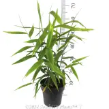 Tiger Grass - Reference photo
