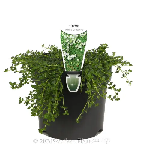 Creeping Thyme White