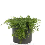 Creeping Thyme White - Alt