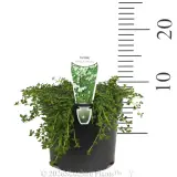 Creeping Thyme White - Pack
