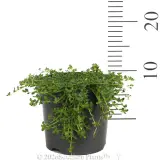 Creeping Thyme White - Ruler