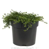 Creeping Thyme Pink - Alt