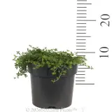Creeping Thyme Pink - Ruler