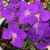 Princess Flower - Detail photo