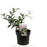 Pink Variegated Jasmine - Plant photo