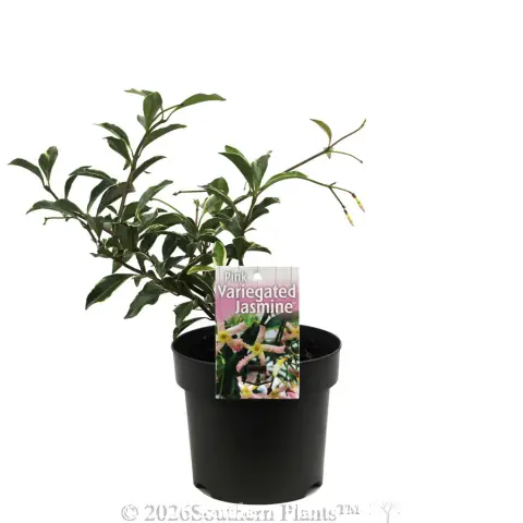 Pink Variegated Jasmine
