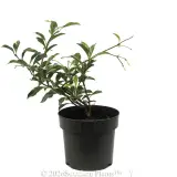 Pink Variegated Jasmine - Alternate photo