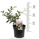 Pink Variegated Jasmine - Product photo