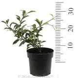 Pink Variegated Jasmine - Reference photo