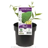 Asiatic jasmine - Primary