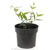 Asiatic jasmine - Alt