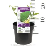 Asiatic jasmine - Pack