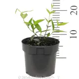 Asiatic jasmine - Ruler