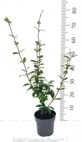 Chinese Star Jasmine - Primary