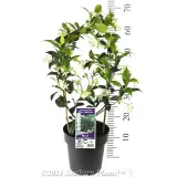 Chinese Star Jasmine - Alternate photo