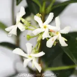 Chinese Star Jasmine - Detail photo