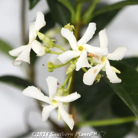 Chinese Star Jasmine
