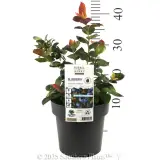 Peach Sorbet® BlueBerry - Product photo