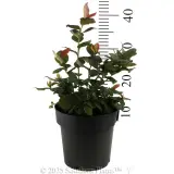 Peach Sorbet® BlueBerry - Reference photo