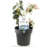 Pink Icing™ Blueberry - Plant photo