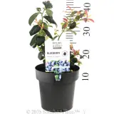 Pink Icing™ Blueberry - Product photo