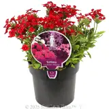 Verbena Assorted Colourwave (Tapien® and Kazari®) - Plant photo