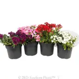 Verbena Assorted Colourwave (Tapien® and Kazari®) - Alternate photo