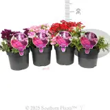 Verbena Assorted Colourwave (Tapien® and Kazari®) - Product photo