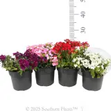 Verbena Assorted Colourwave (Tapien® and Kazari®) - Reference photo