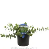 Diggers Speedwell Peninsula Blue - Plant photo