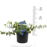 Diggers Speedwell Peninsula Blue - Product photo